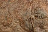 Silurian Fossil Crinoid (Scyphocrinites) Plate - Morocco #237565-1